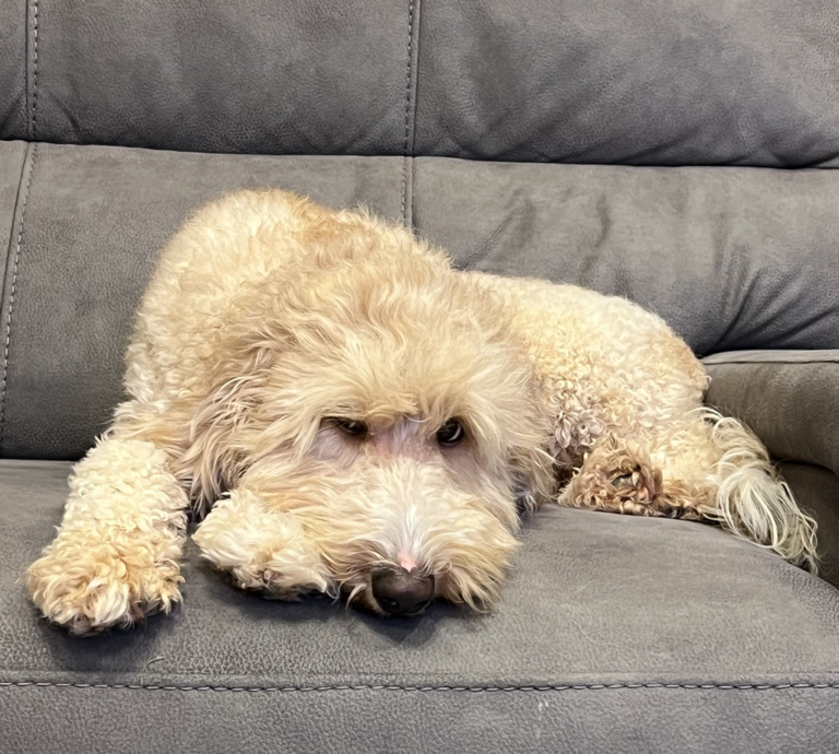 Goldendoodle resting on couch in Las Vegas, Nevada