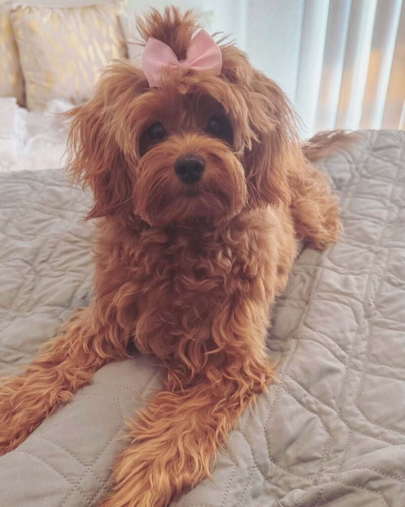 pup from prior litter