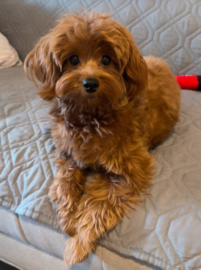 pup from prior litter