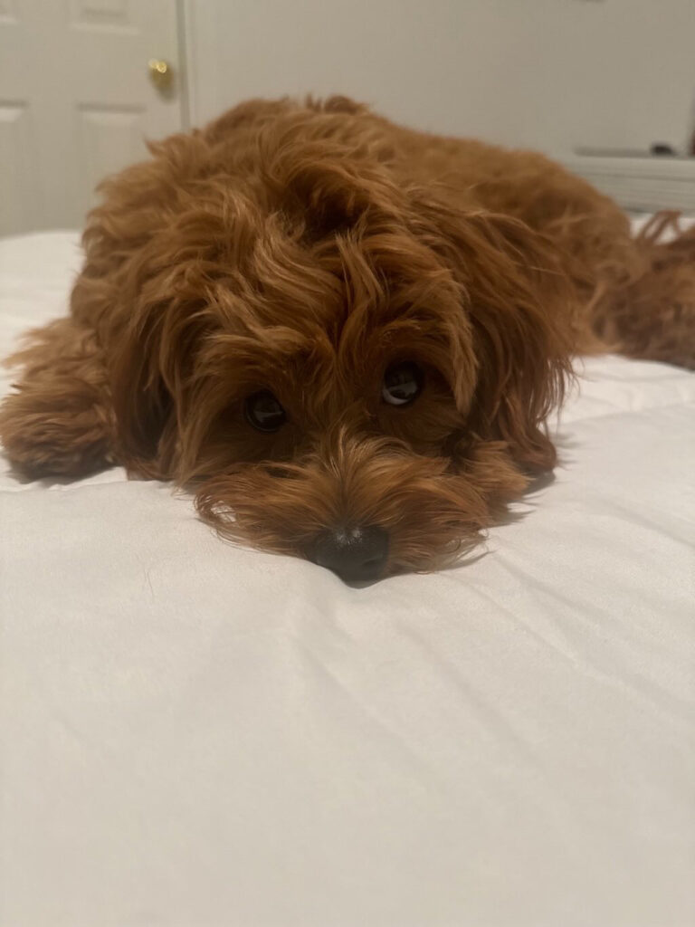 pup from prior litter