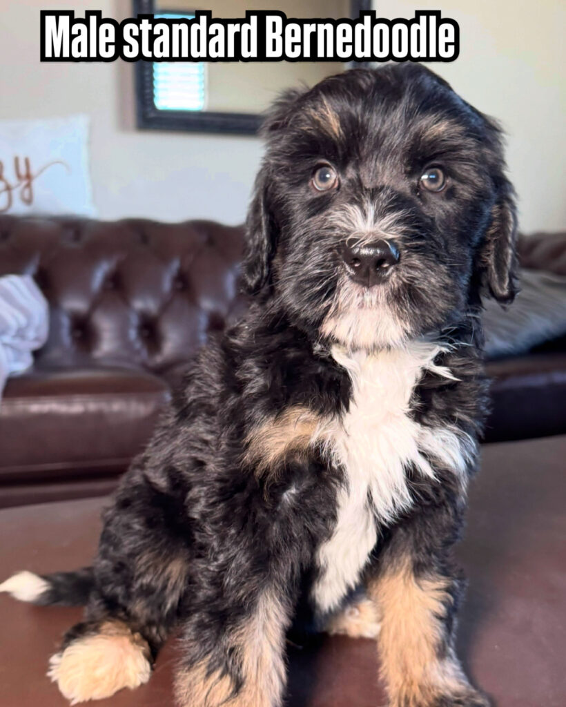 Male- Domino