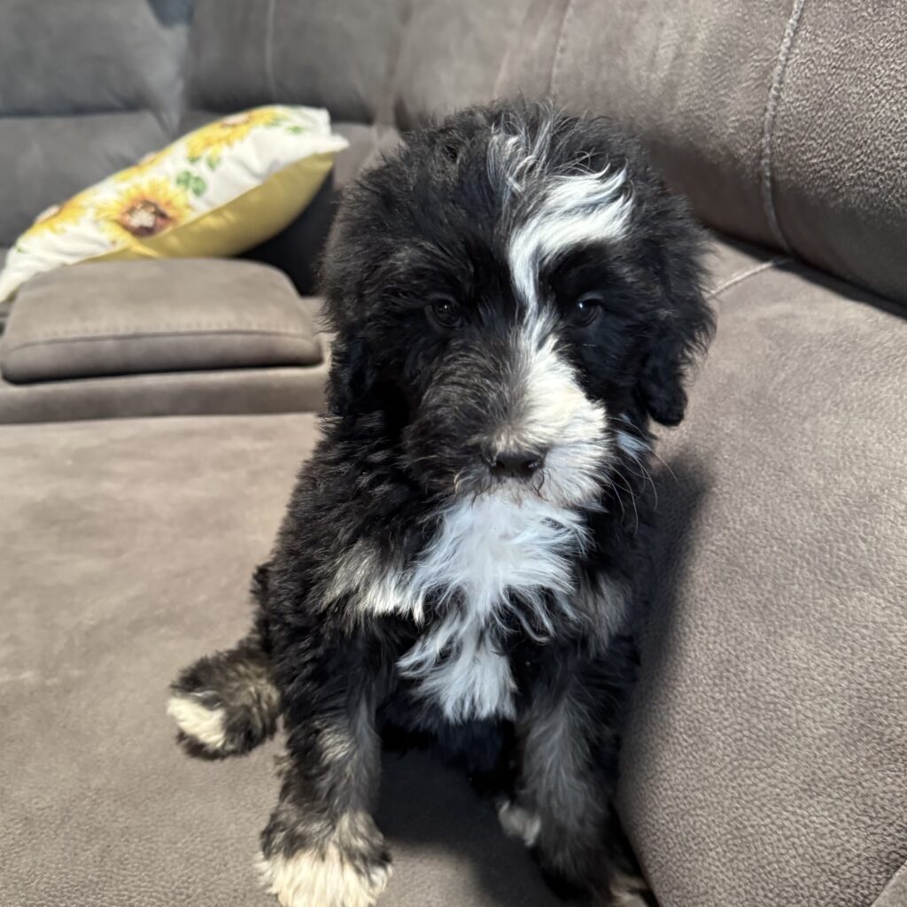 Male- Panda