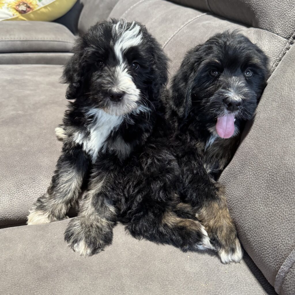 Panda and Domino