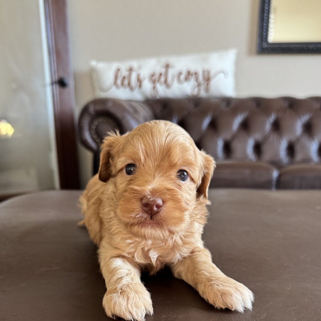 Male- "Churro"