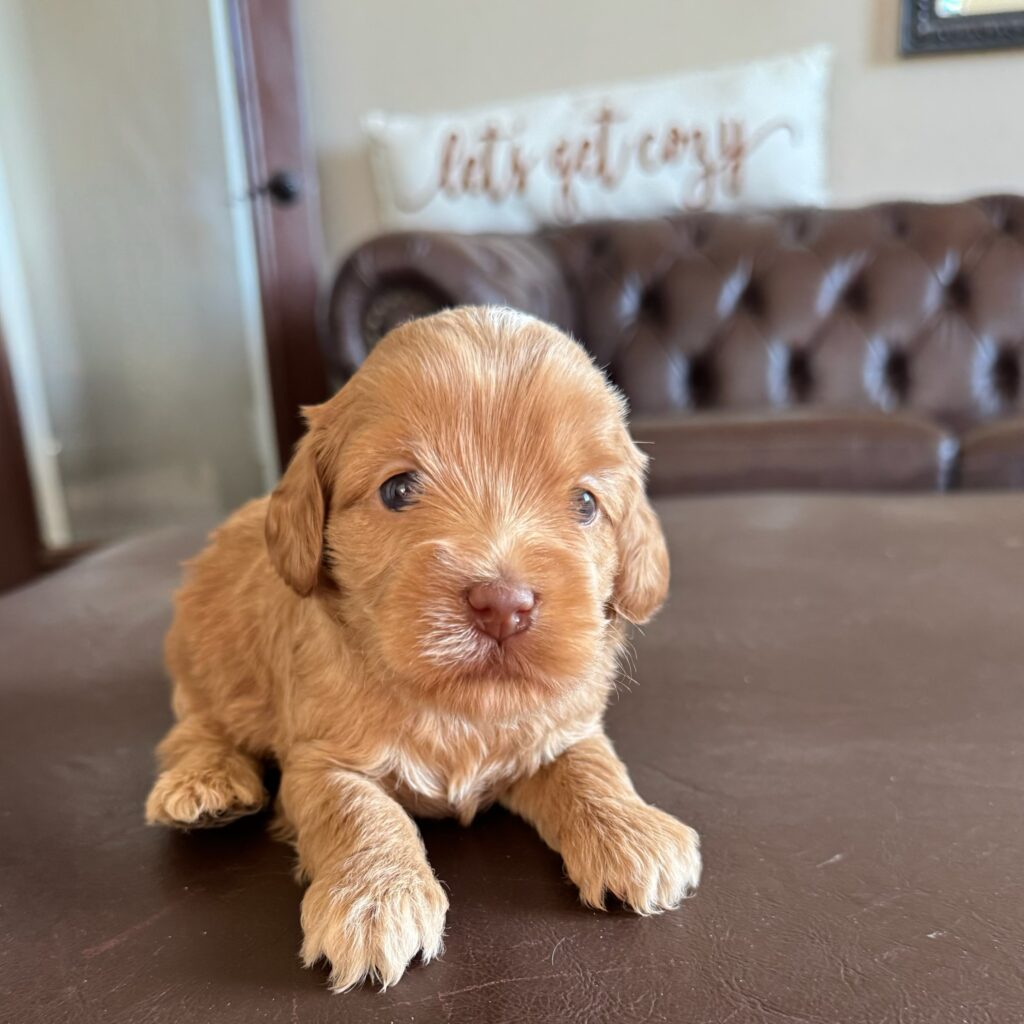 Female-"Caramel"