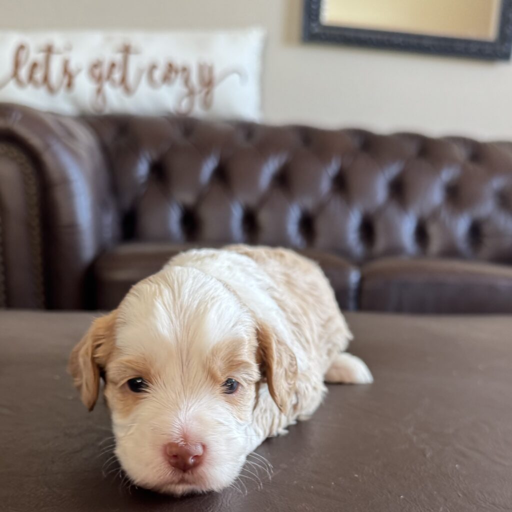Male- " Toffee: