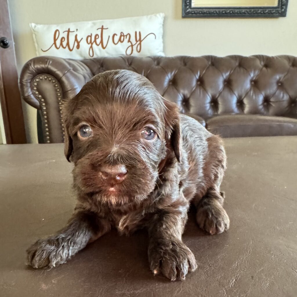 Female- "Tootsie"