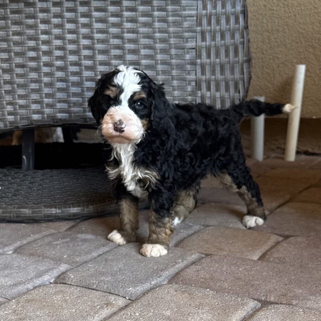 Male-“Tex” reserved