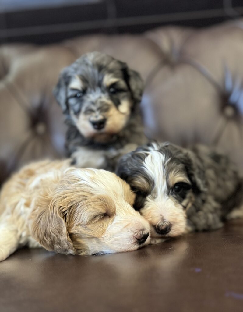 Dusty, Ranger and Jesse