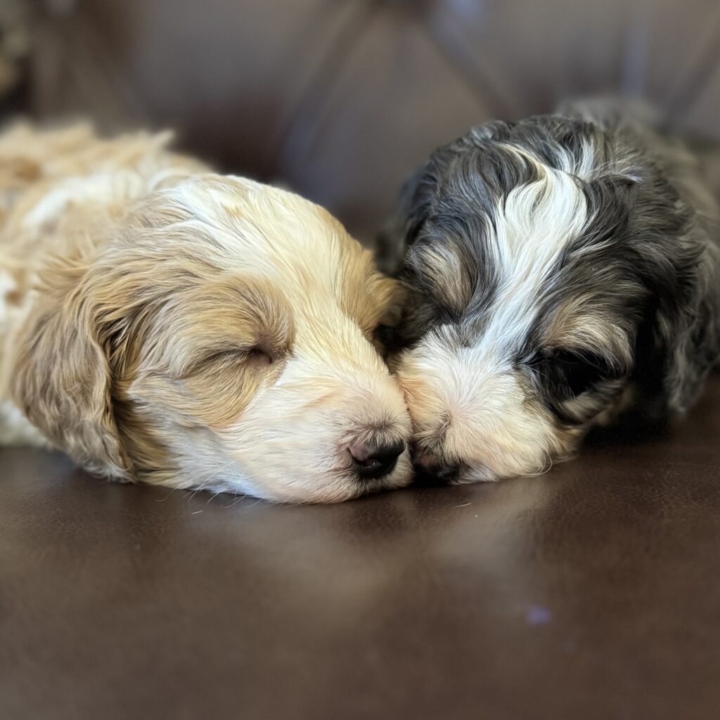 Dusty and Jesse