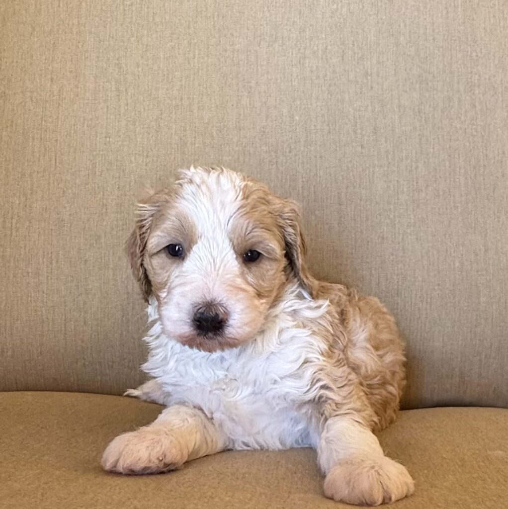 Male- “ Dusty”
