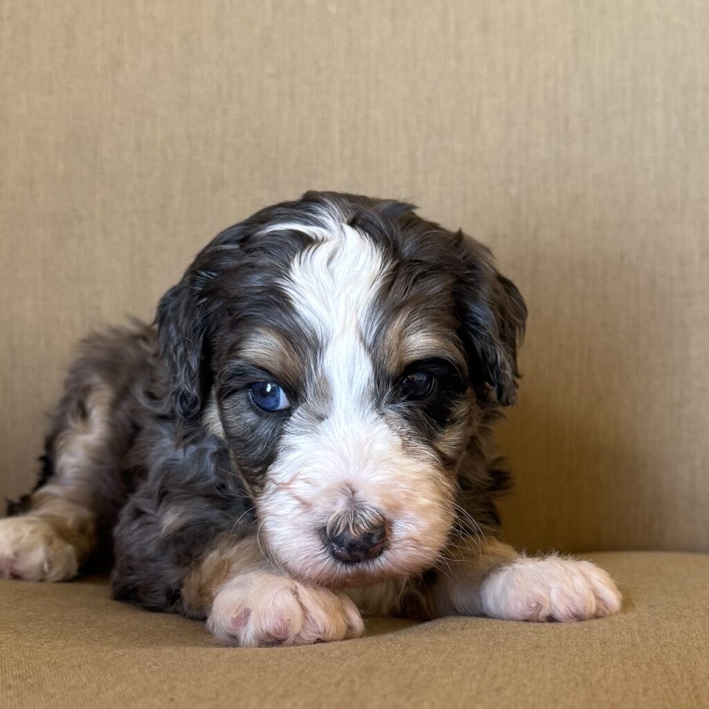 Male- Jesse Reserved