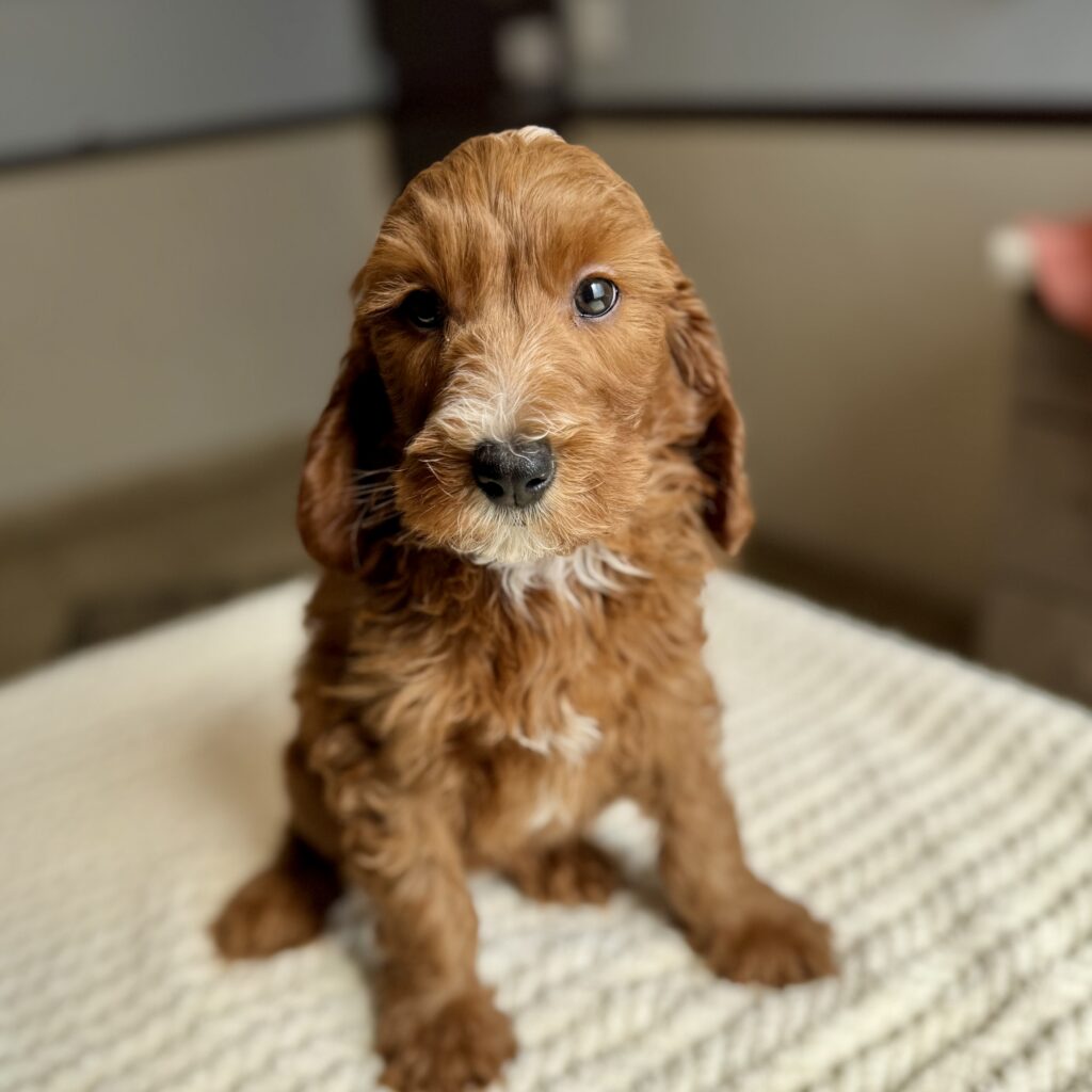 Male - “Flint”