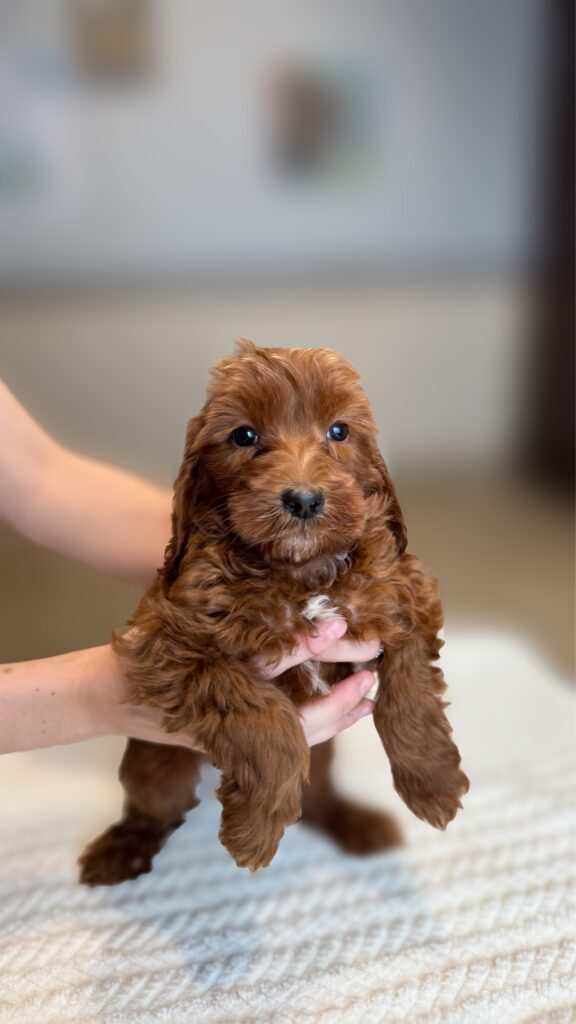 Male-“Jasper”