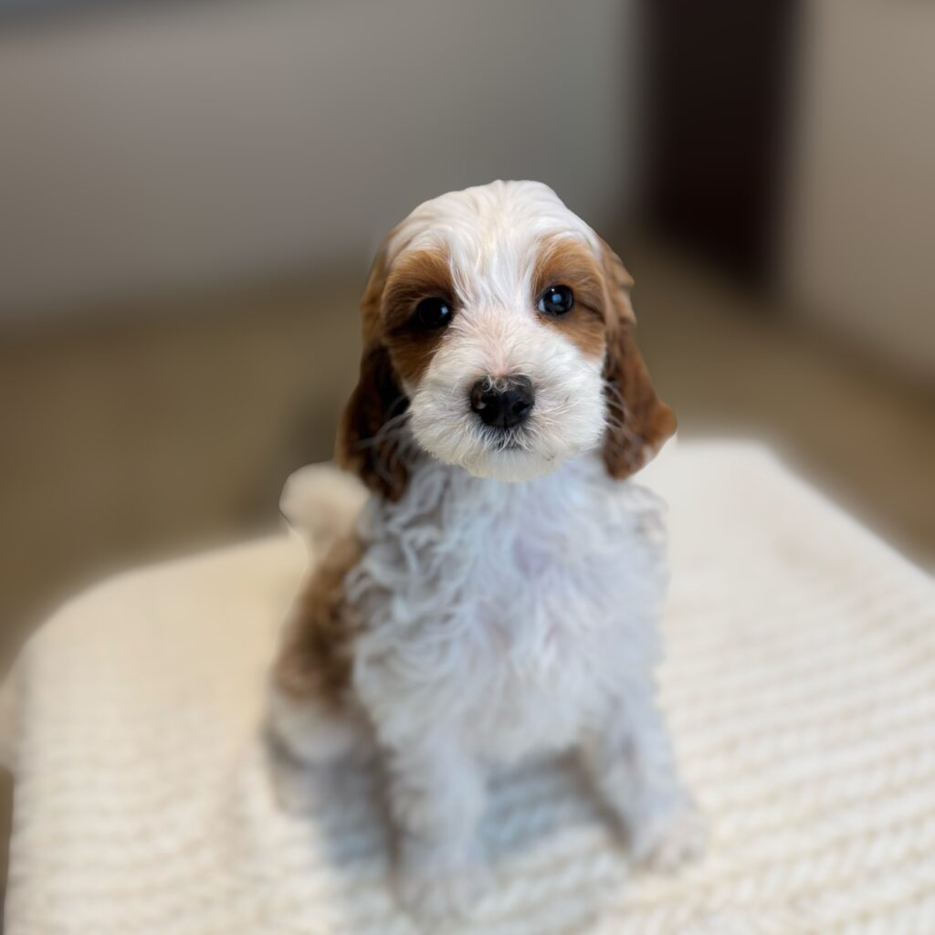 Female- “Pearl”