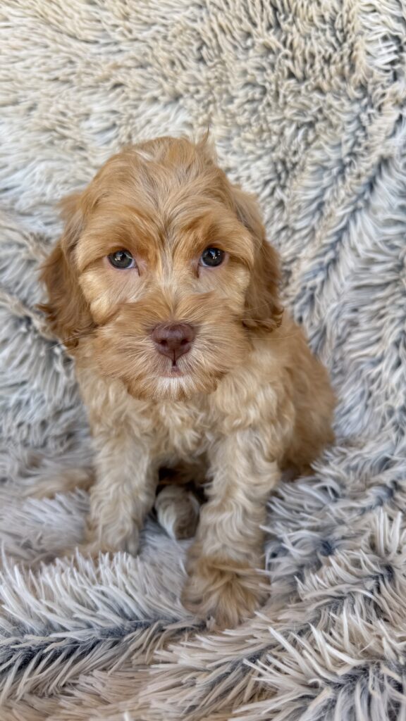 Male- "Churro"