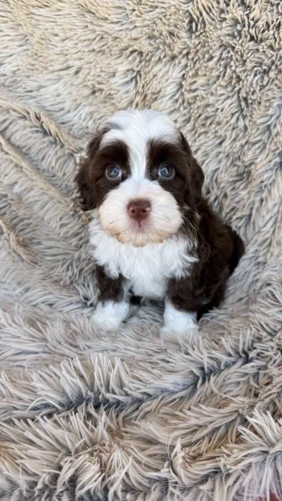M-“Truffle”