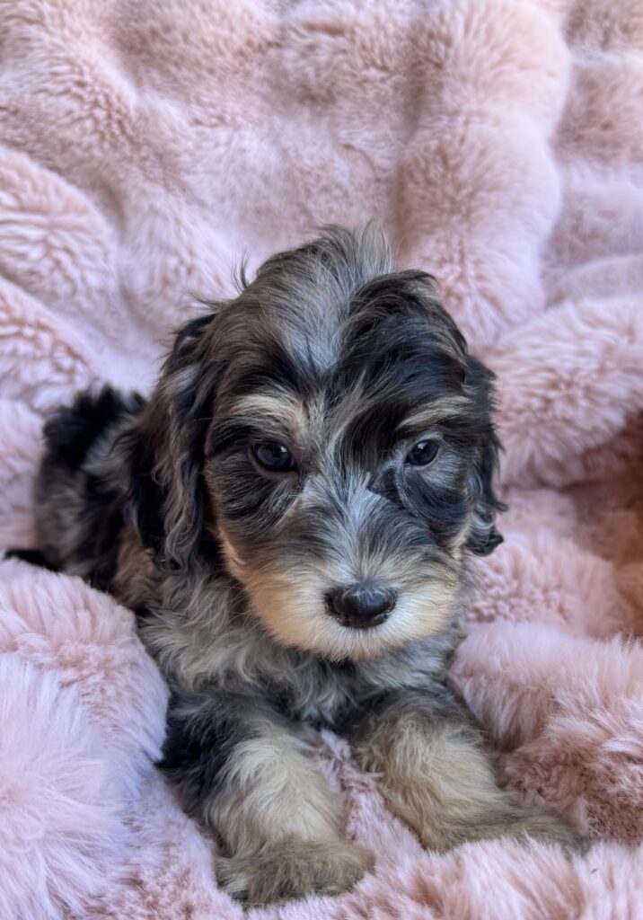 Luna- reserved