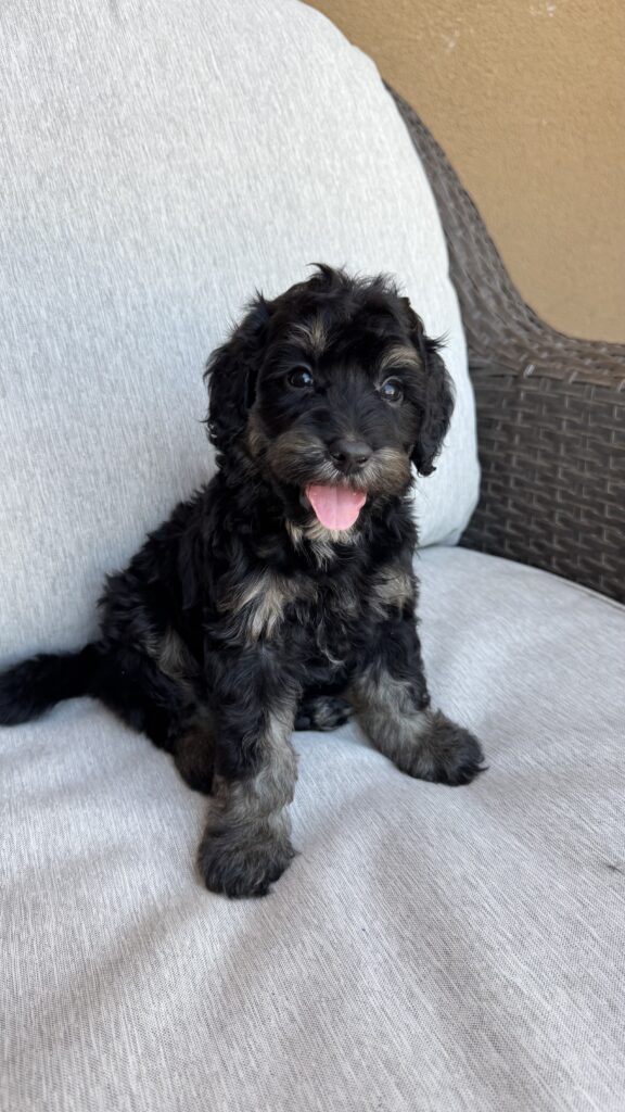 Male- “Beau” Handsome