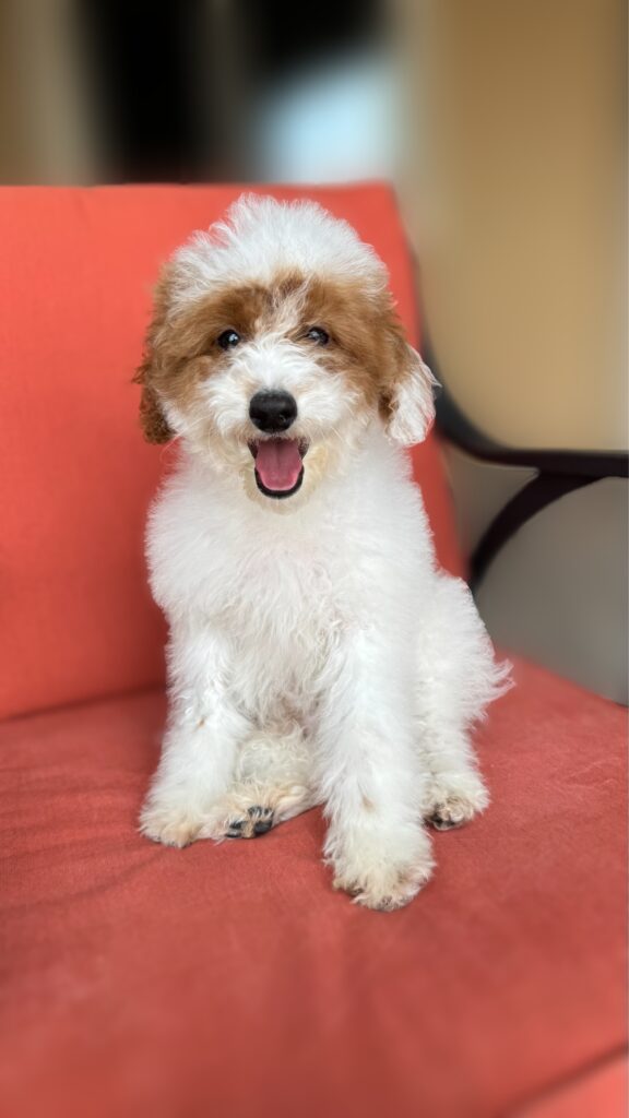 male - "Finn"