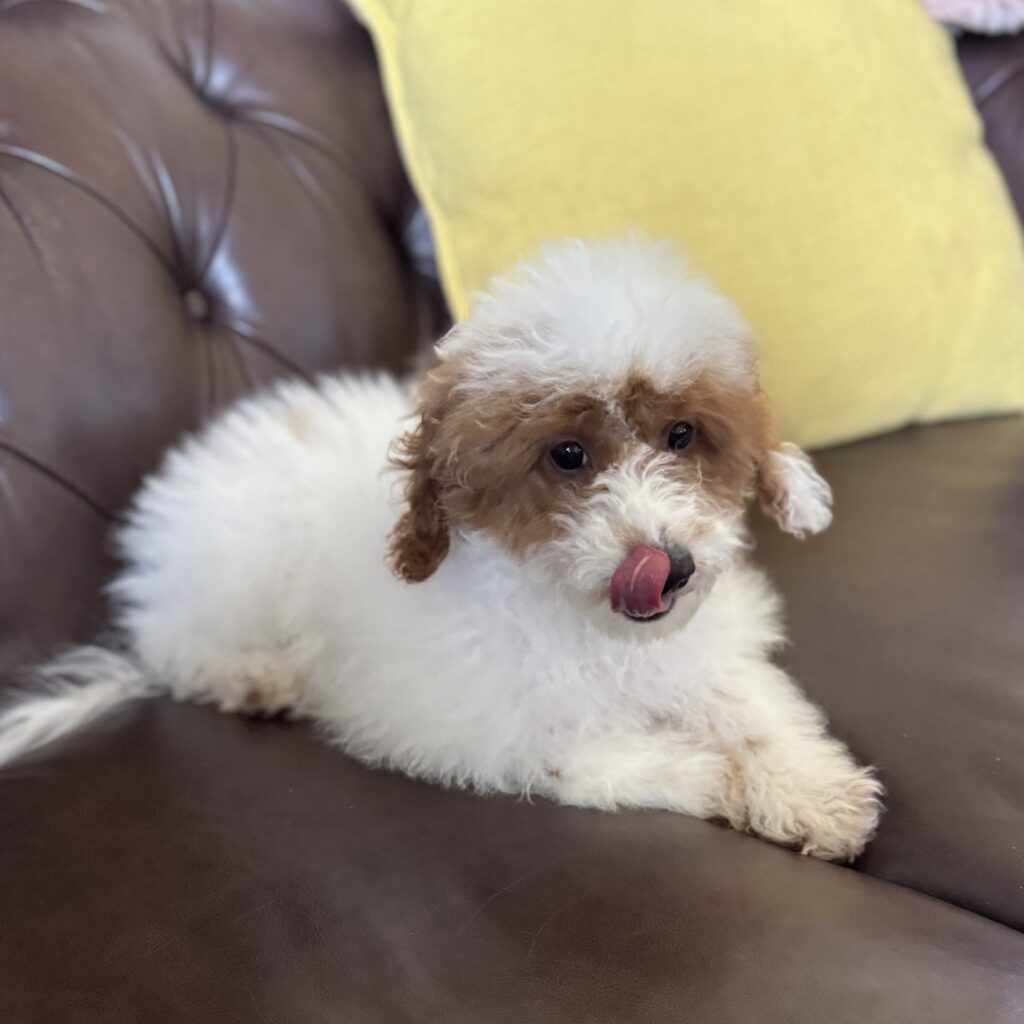 male- "Finn"