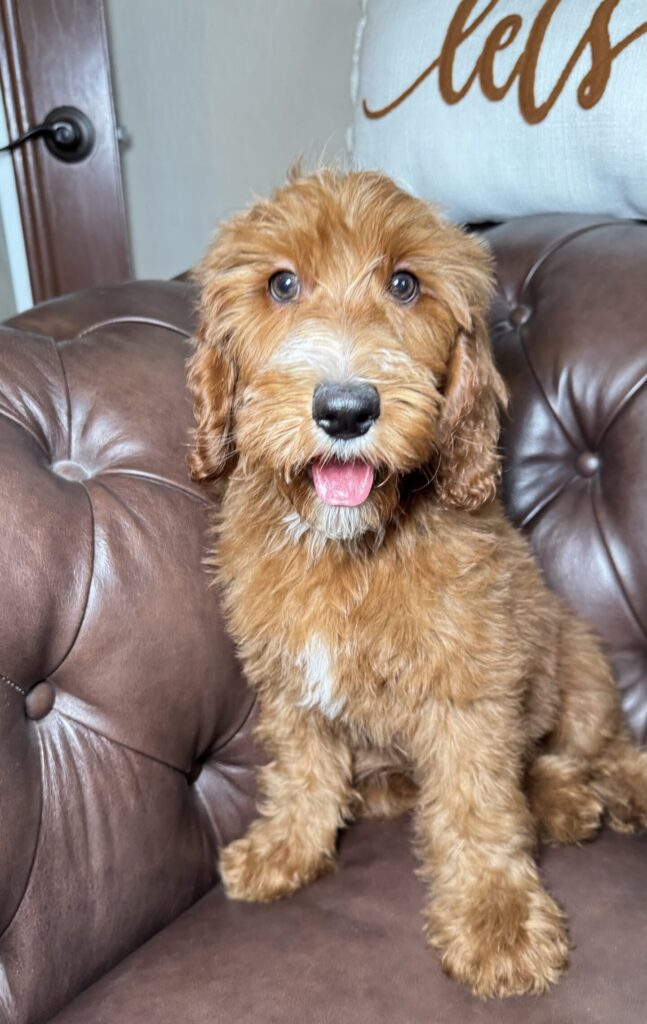 Male-“Flint”