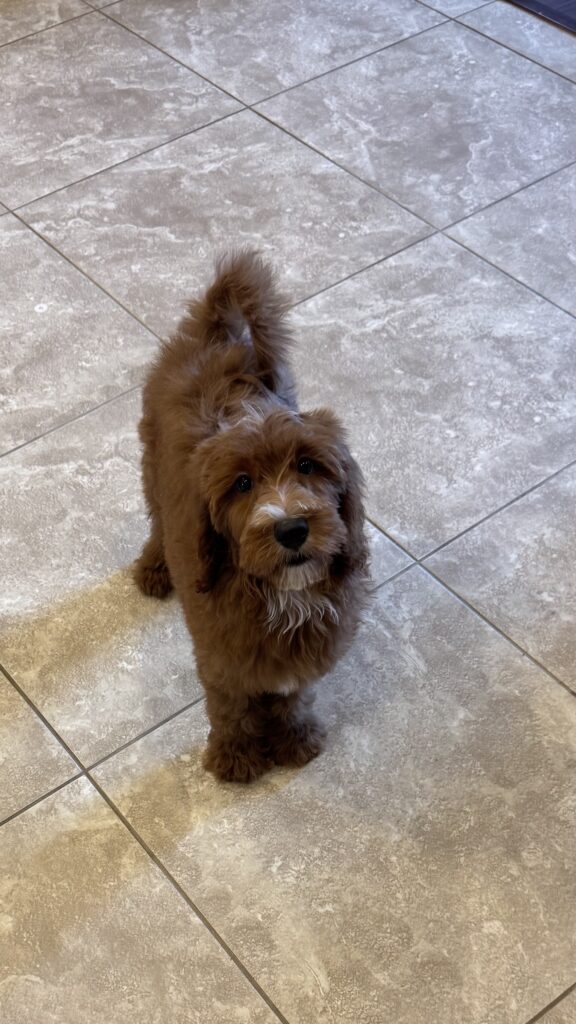 Male-“Flint”