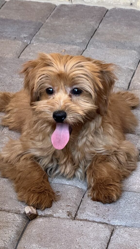 male - "Max"