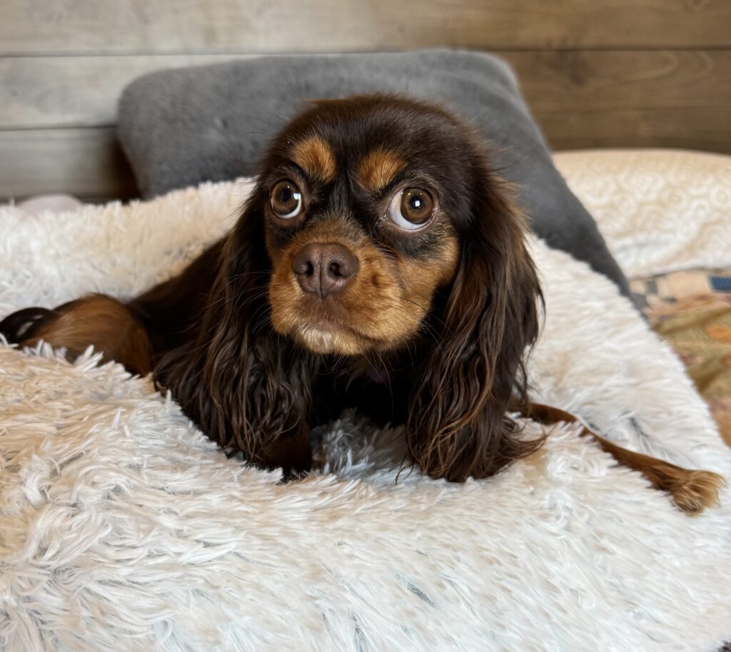 chocolate king charles cavalier in Las Vegas