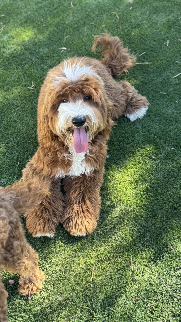 red and white tuxedo Goldendoodle on grass in Las Vegas, Nevada