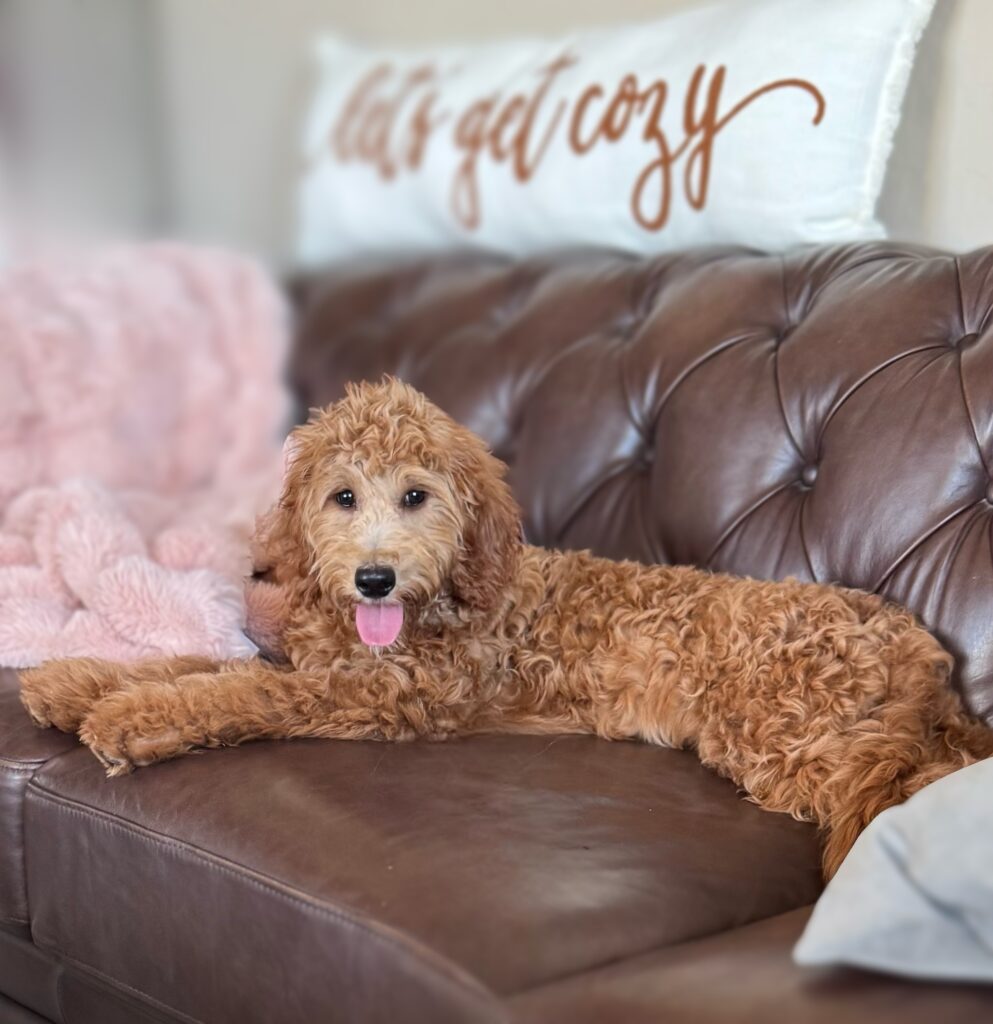 goldendoodle lying on leather couch in Las Vegas, Nevada