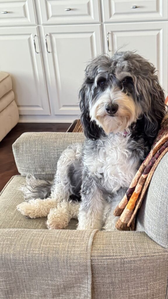 Bernedoodle mom relaxing in Las Vegas