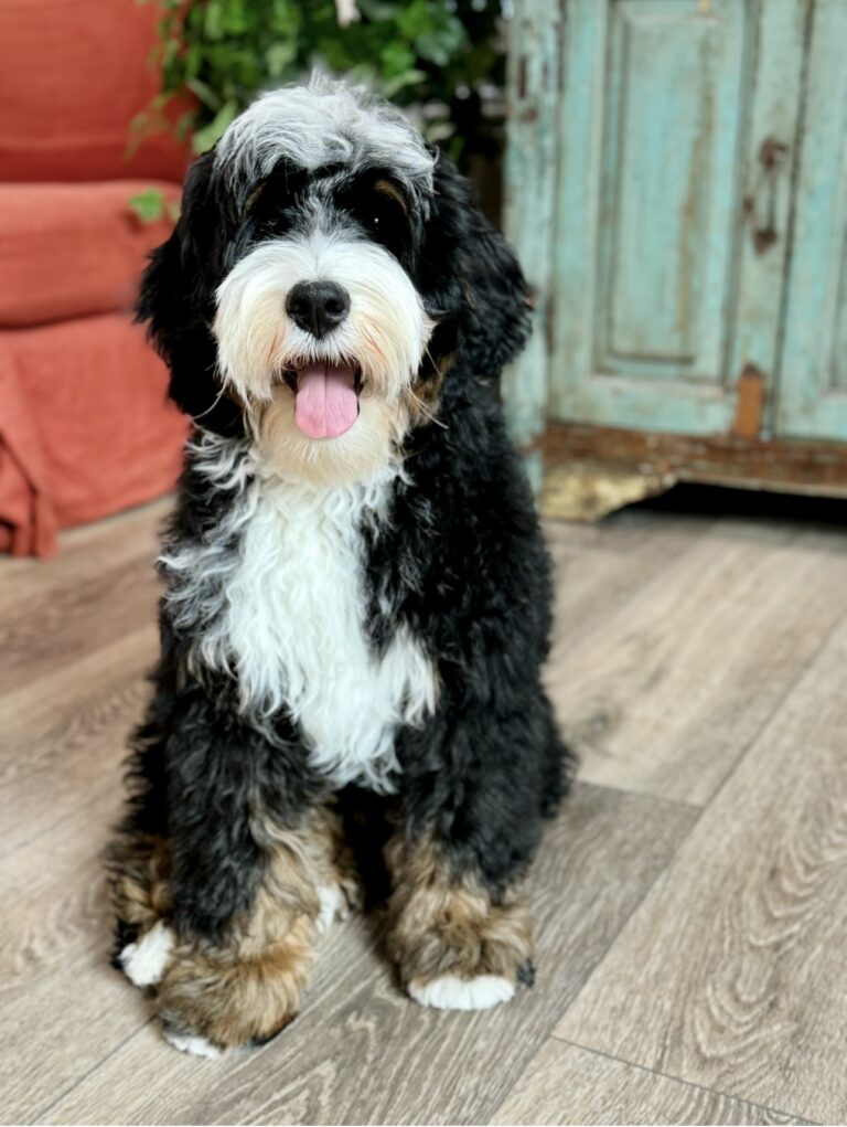 tri colored medikum bernedoodle in Las Vegas, Nevada