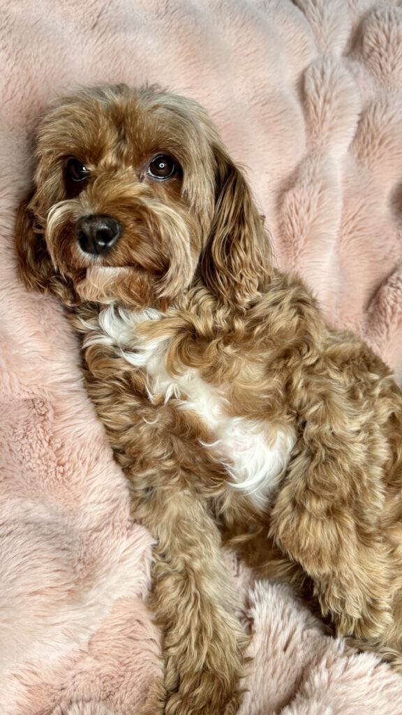 Cavapoo mom resting on pink blanket in Las Vegas