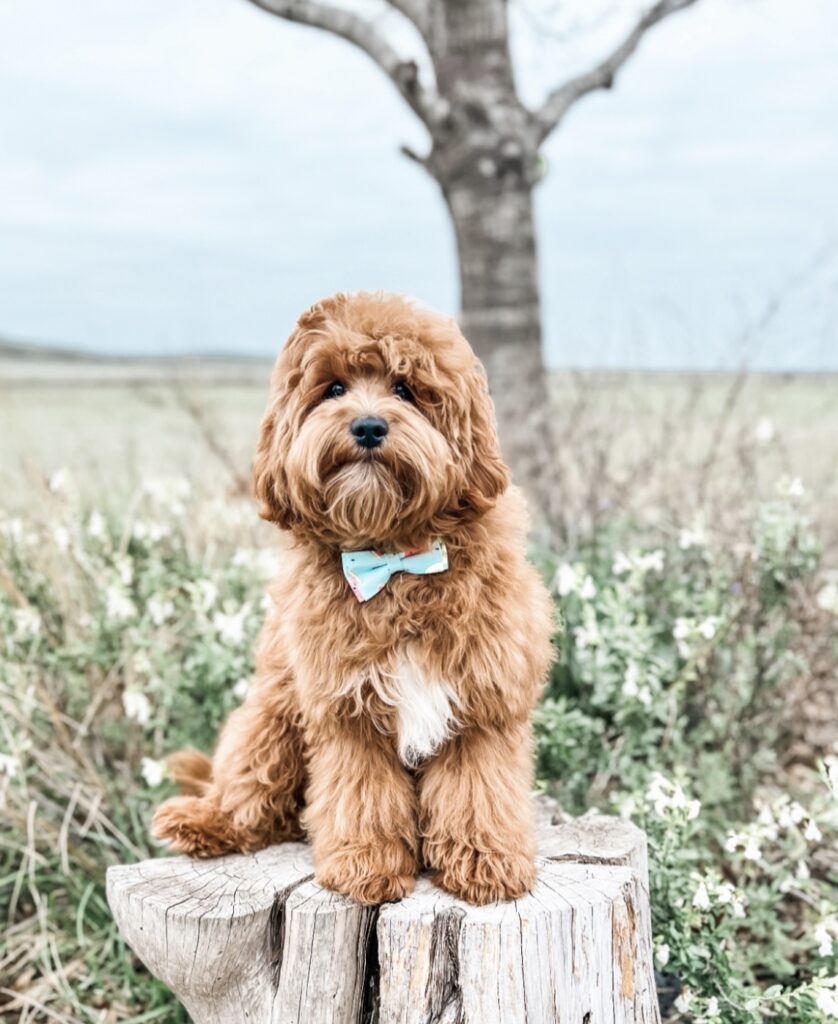 cavapoo dad on tree stump in Las vegas