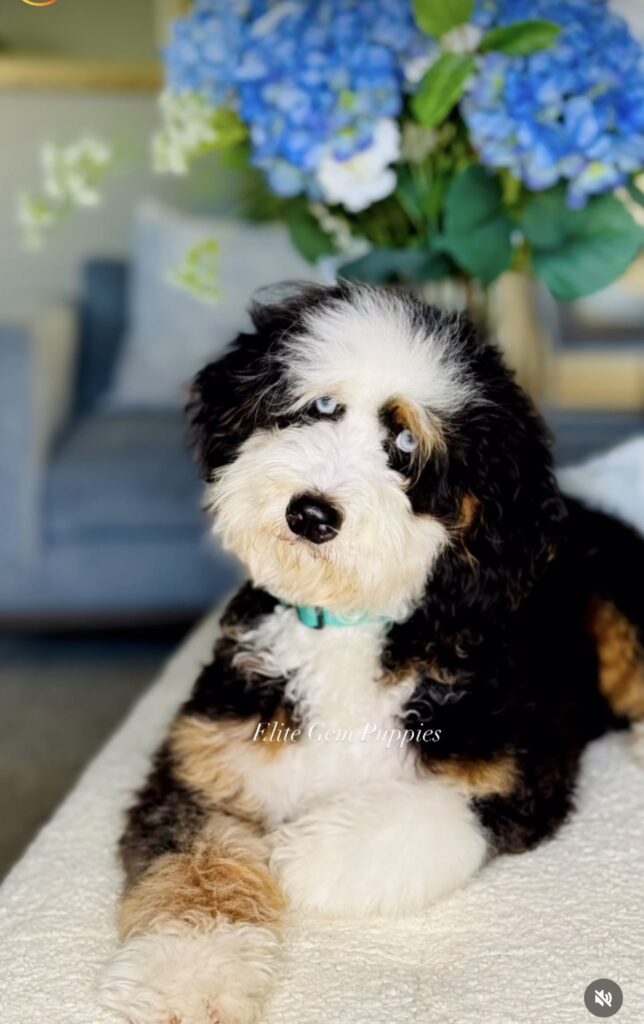 blue eyed Bernedoodle on white chair in Las Vegas, Nevada