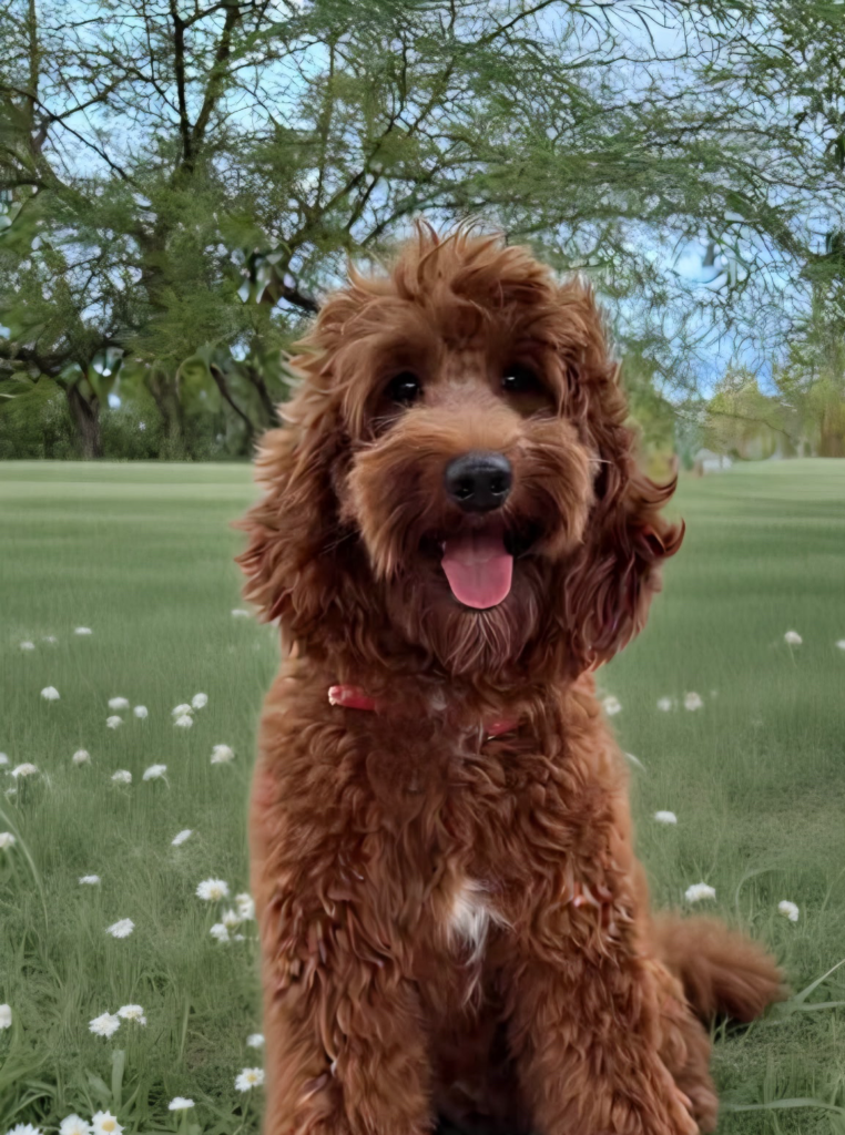 Dark red Goldendoodle mother dog sitting on grass in Las Vegas, Nevada