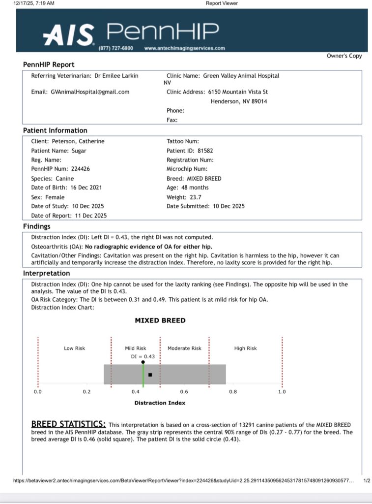 PennHip evaluation document showing results for Bernedoodle Sugar in Las Vegas, Nevada