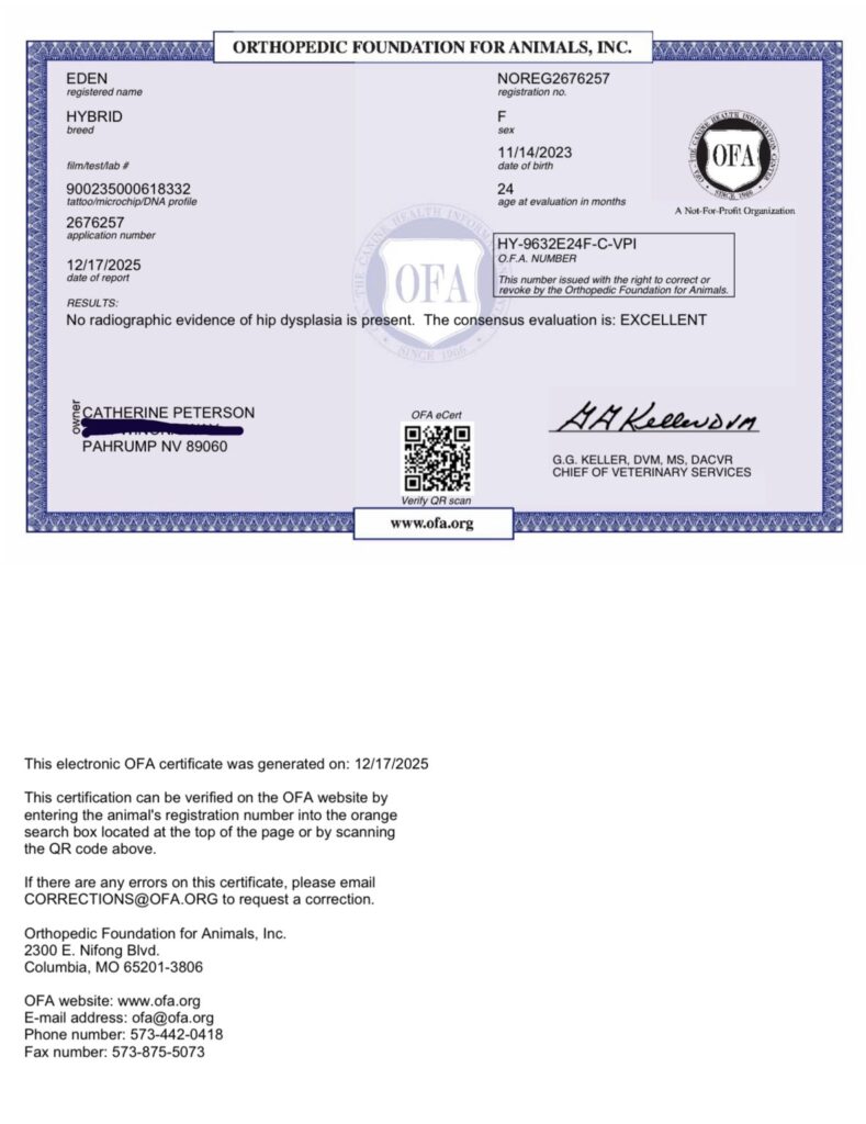 OFA certification document showing excellent results for Bernedoodle Eden in Las Vegas, Nevada