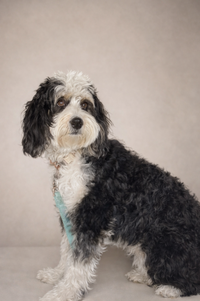 Bernedoodle mom on couch in Las Vegas, Nevada