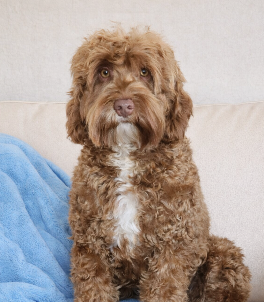 Male Australian Labradoodle sitting with a blanket in Las Vegas, Nevada