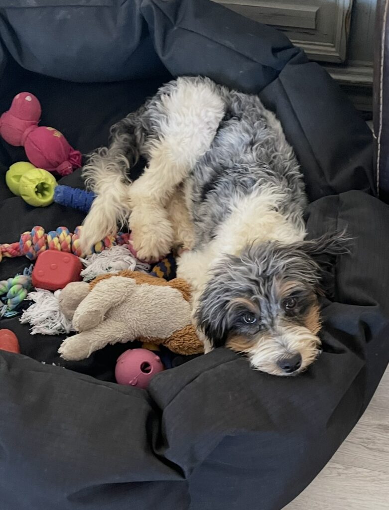 Bernedoodle from Cathy’s Doodles laying in bed in Las Vegas NV
