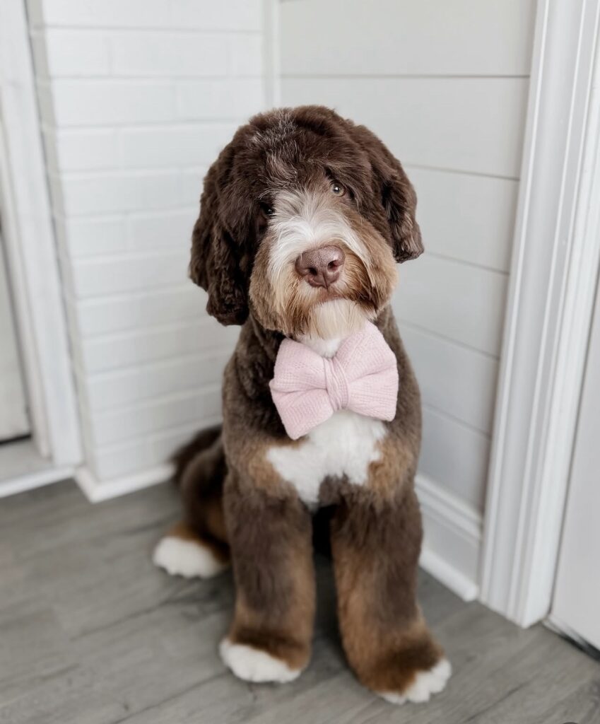 Chocolate tri Bernedoodle "Shep'