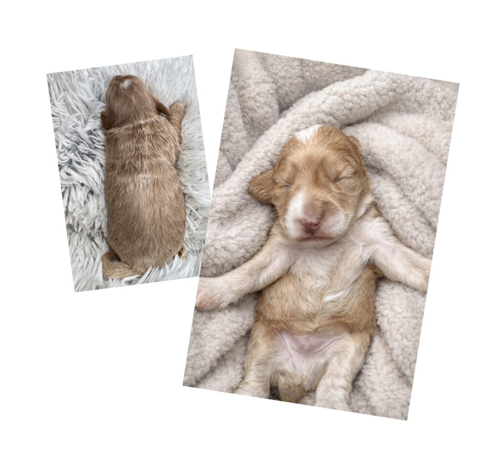 Cream male Australian Labradoodle puppy in Las Vegas Nevada from Cathy’s Doodles and Poodles