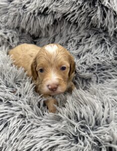 Australian Labradoodle male puppy with cream coat from Las Vegas breeder