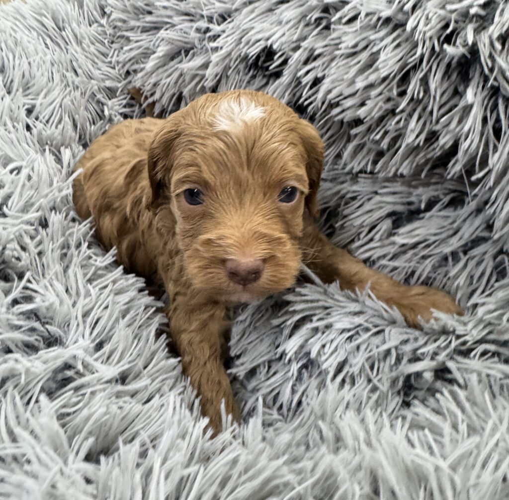 Male apricot Australian Labradoodle puppy bred by Cathy’s Doodles and Poodles Las Vegas
