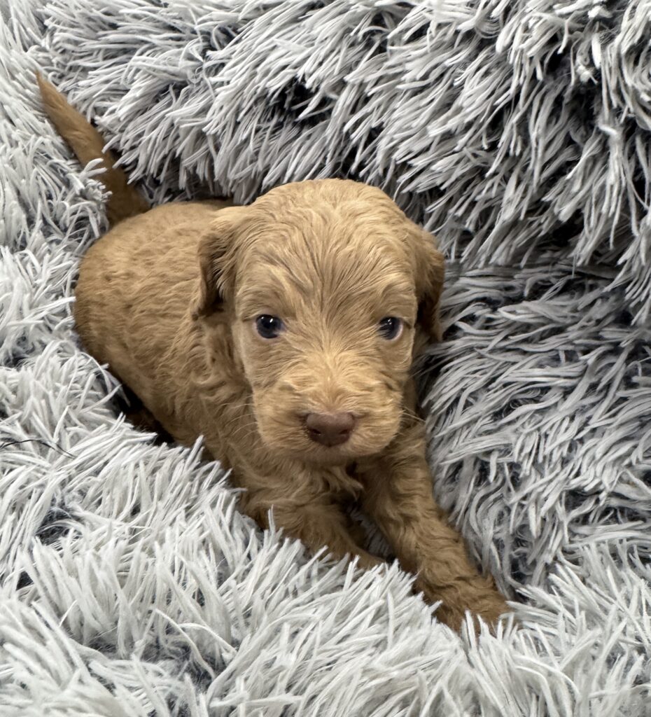 Cream Australian Labradoodle male puppy available from a Las Vegas Nevada breeder