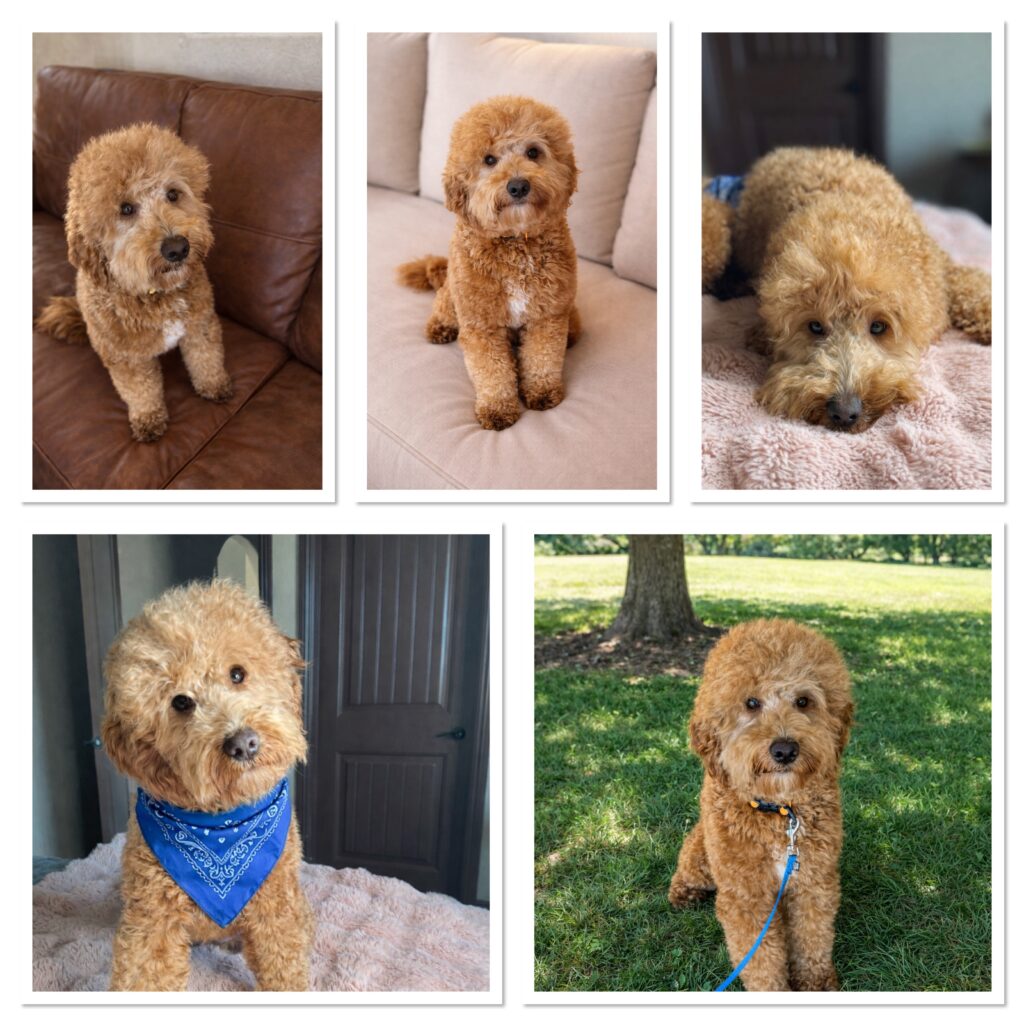 several photos of male goldedoodle Mooch