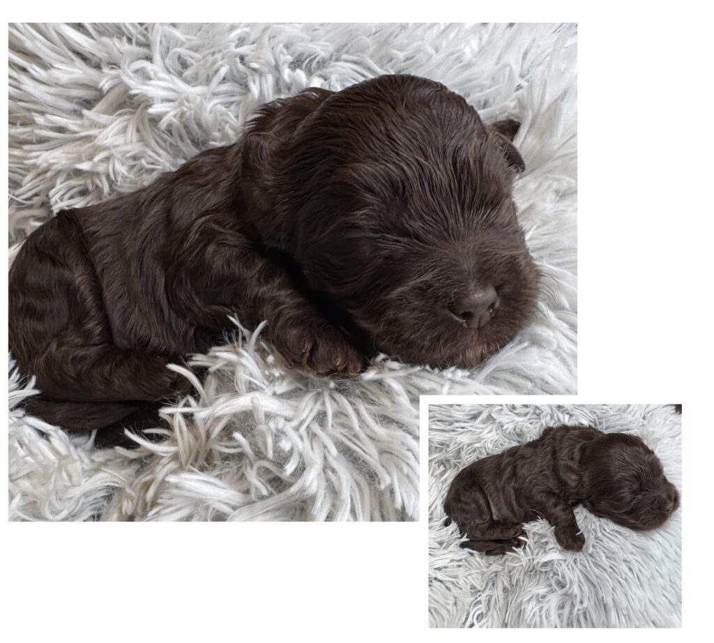 Chocolate Australian Labradoodle male puppy Las Vegas breeder Cathy’s Doodles and Poodles
