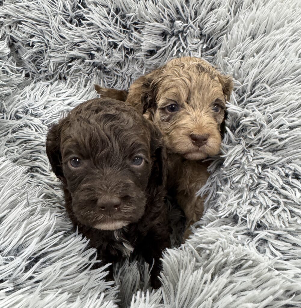 chocolate female and chocolate merle Australian labradoodle puppies